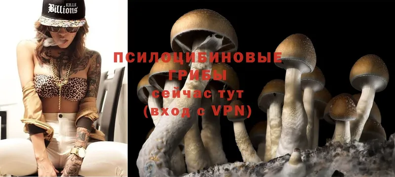 Галлюциногенные грибы Psilocybe  цены   Балтийск 